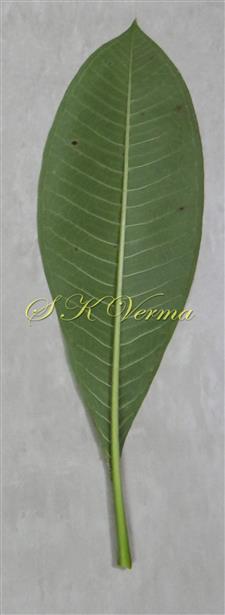  Leaf-Abaxial view